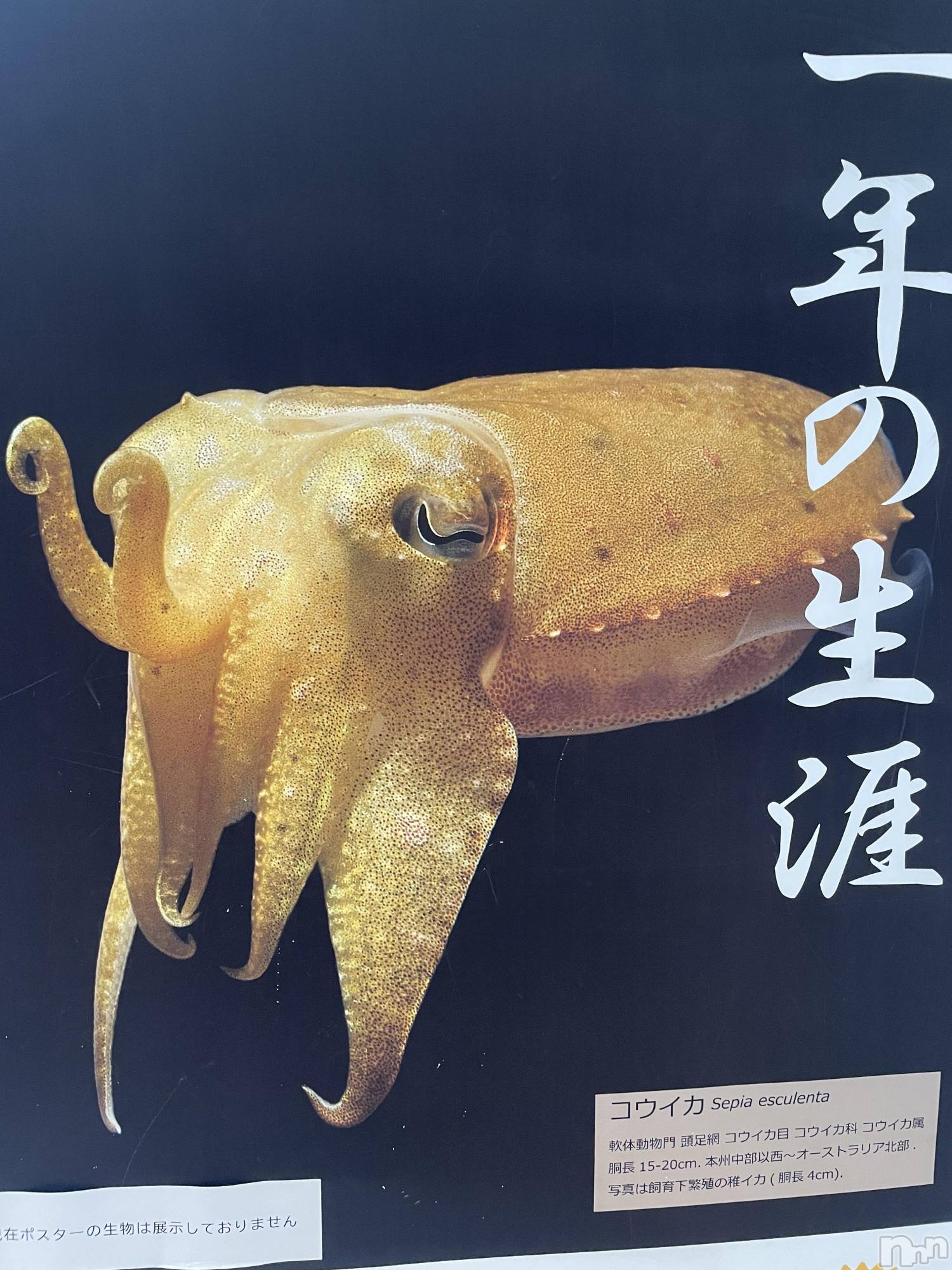 上越人妻デリヘル上越最安値！奥様Deli急便(ジョウエツサイヤスネ！オクサマデリキュウビン)限定レア出勤 はるか(42)の2024年10月17日写メブログ「ごめんなさい」