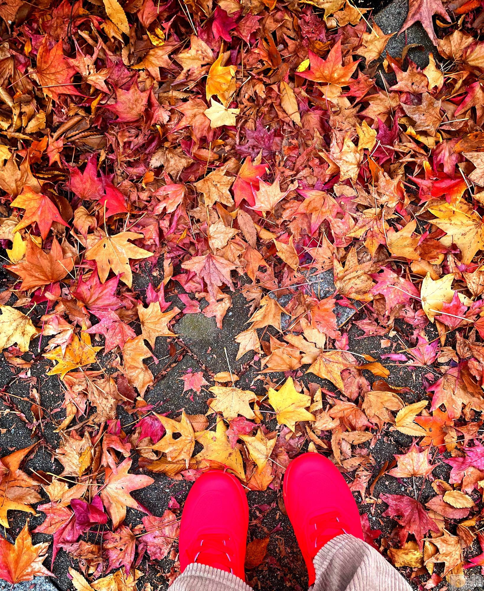 上越デリヘル上越最安値！奥様Deli急便(ジョウエツサイヤスネ！オクサマデリキュウビン)限定レア出勤 はるか(42)の2025年11月15日写メブログ「明日(//∇//)」