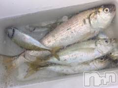 上越デリヘル上越最安値！奥様Deli急便(ジョウエツサイヤスネ！オクサマデリキュウビン) 限定レア出勤 はるか(42)の11月6日写メブログ「ぎょぎょお礼」