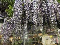 上越デリヘル上越最安値！奥様Deli急便(ジョウエツサイヤスネ！オクサマデリキュウビン) 限定レア出勤 はるか(42)の5月7日写メブログ「GWが去り」