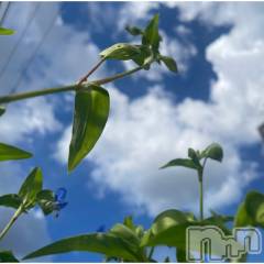 上越デリヘル上越最安値！奥様Deli急便(ジョウエツサイヤスネ！オクサマデリキュウビン) 限定レア出勤 はるか(42)の9月24日写メブログ「いやはや」