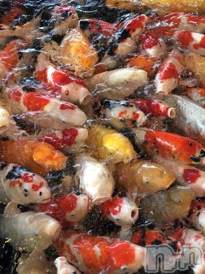 上越デリヘル 上越最安値！奥様Deli急便(ジョウエツサイヤスネ！オクサマデリキュウビン) 限定レア出勤 はるか(42)の3月16日写メブログ「錦鯉」