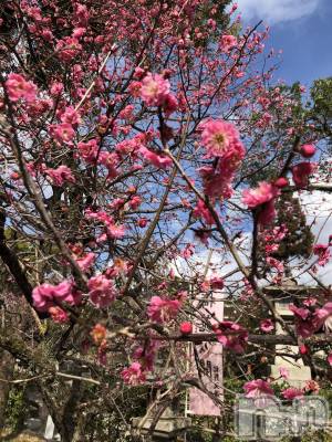 上越デリヘル 上越最安値！奥様Deli急便(ジョウエツサイヤスネ！オクサマデリキュウビン) 限定レア出勤 はるか(42)の2月20日写メブログ「ハロ」