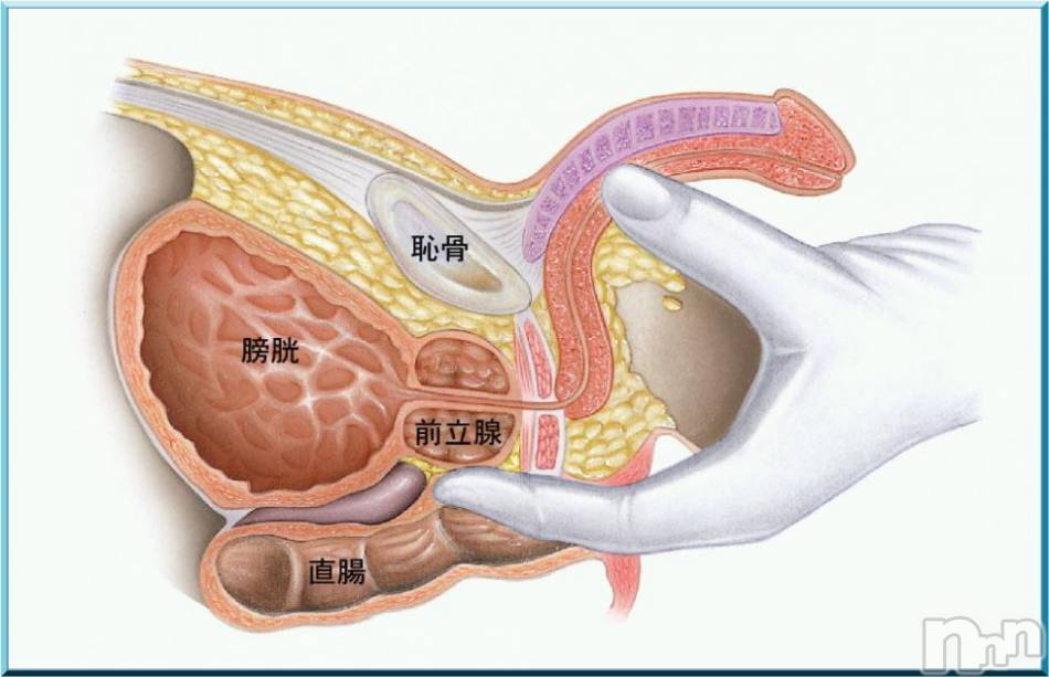 前立腺の場所