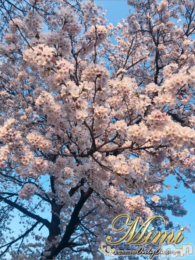 長岡デリヘルMimi(ミミ) 【チョコ】(24)の4月3日写メブログ「❤︎とある、公園の桜っ❤︎」