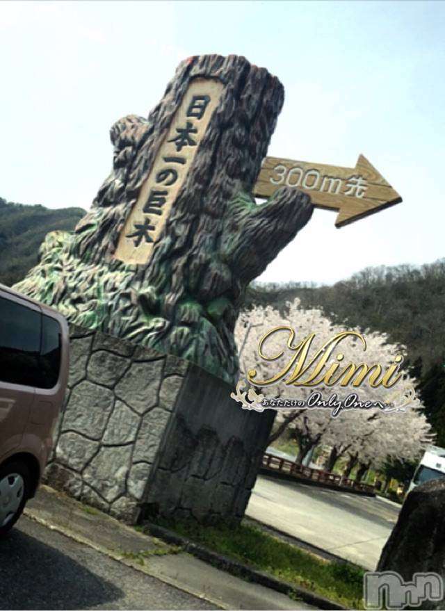 長岡デリヘルMimi(ミミ) チョコ【SPアドバイザー】(24)の6月2日写メブログ「▼▼▼日本一の木▼▼▼」