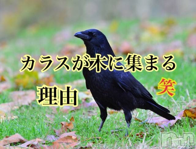 長岡デリヘルMimi(ミミ) チョコ【SPアドバイザー】(24)の12月11日写メブログ「५✍𓂃 .⋆  『カラスが気に沢山集まる理由』」