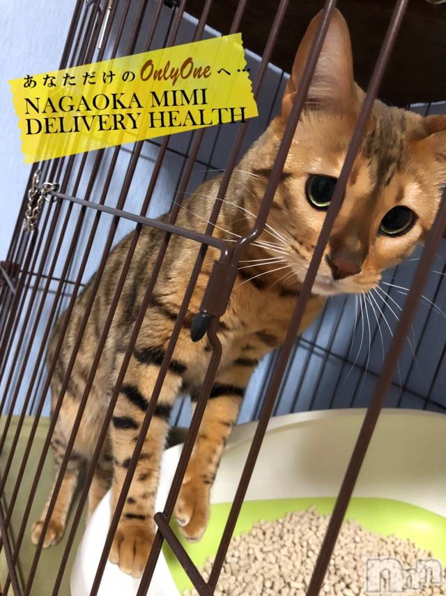 長岡デリヘルMimi(ミミ) チョコ【SPアドバイザー】(24)の2月22日写メブログ「『おはよう動物の癒やし🥰』」