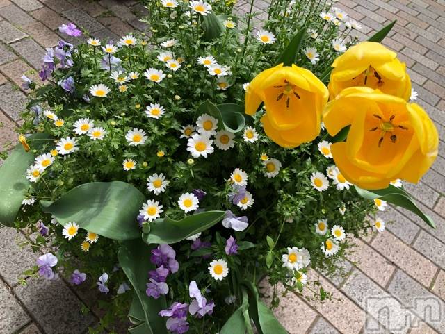 長岡デリヘルMimi(ミミ) チョコ【SPアドバイザー】(24)の4月4日写メブログ「『お花見は、、どこでもできる🐕💖』」