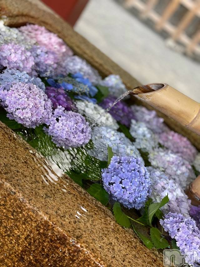 長岡デリヘルMimi(ミミ) チョコ【SPアドバイザー】(24)の6月11日写メブログ「あじさいが沢山😗💖☘️」