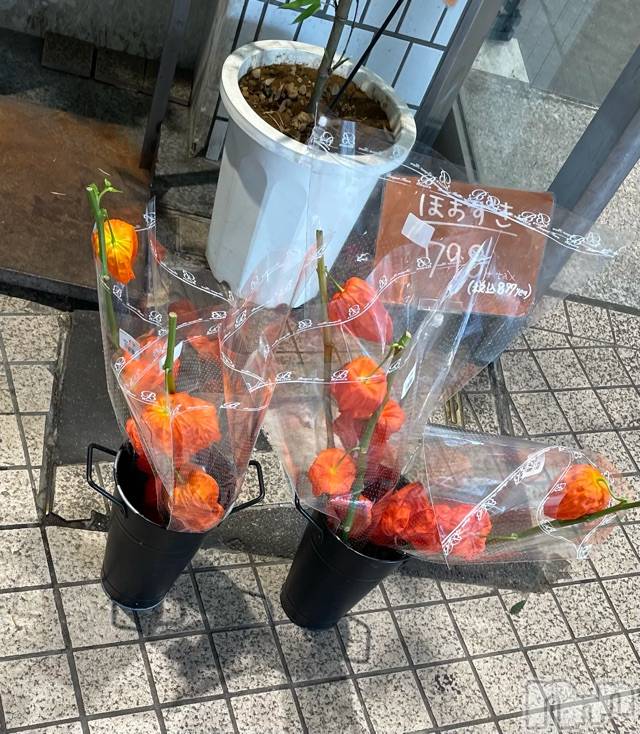 長岡デリヘルMimi(ミミ) チョコ【SPアドバイザー】(24)の7月14日写メブログ「ほおずきみたら😭💞」