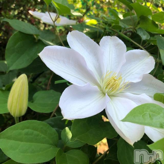 長岡デリヘルMimi(ミミ)チョコ【SPアドバイザー】(24)の2019年5月12日写メブログ「＊花が沢山ーっ(◡̈ )/♥︎＊」