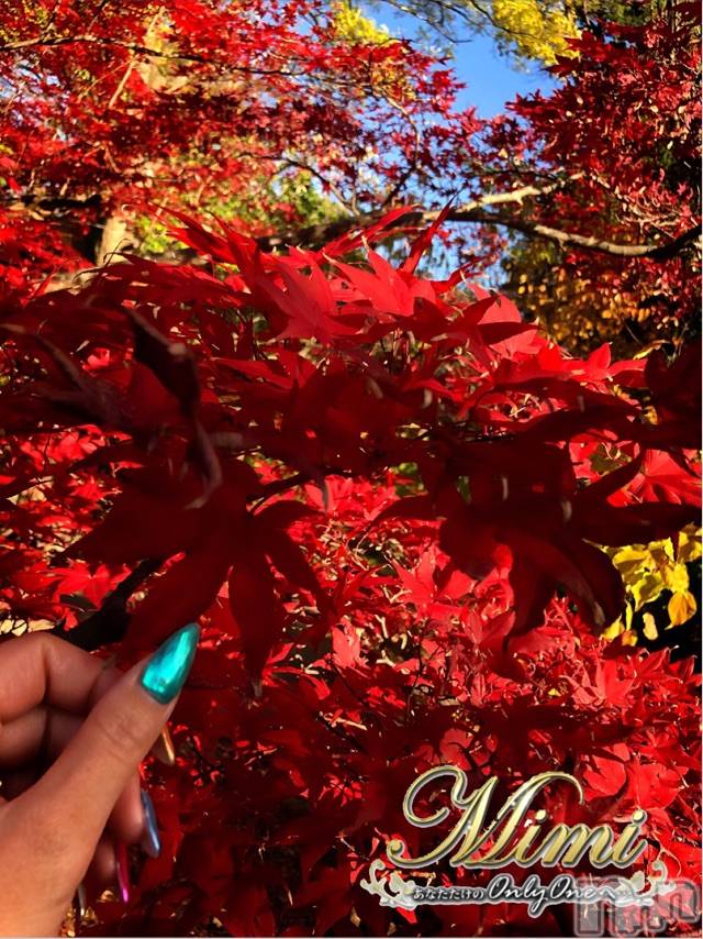長岡デリヘルMimi(ミミ)チョコ【SPアドバイザー】(24)の2019年11月18日写メブログ「＊昨日覚えた紅葉狩り♡♡＊」
