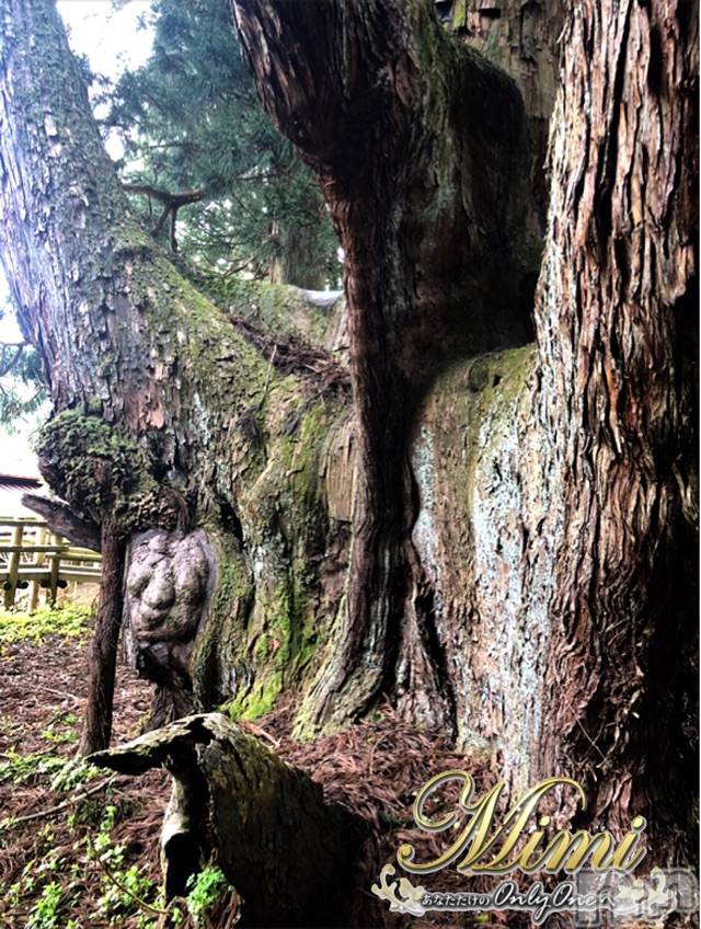 長岡デリヘルMimi(ミミ)チョコ【SPアドバイザー】(24)の2020年6月2日写メブログ「▼▼▼木に・・おじさん発見▼▼▼」