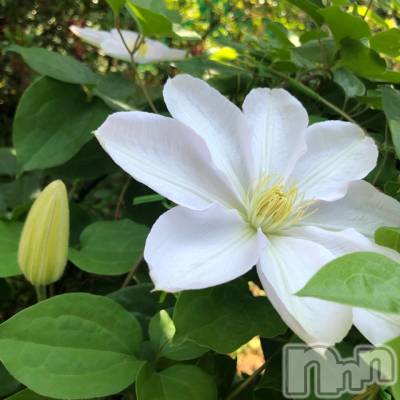 長岡デリヘル Mimi(ミミ) チョコ【SPアドバイザー】(24)の5月12日写メブログ「＊花が沢山ーっ(◡̈&nbsp;)/♥︎＊」