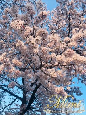 長岡デリヘル Mimi(ミミ) チョコ【SPアドバイザー】(24)の4月3日写メブログ「❤︎とある、公園の桜っ❤︎」