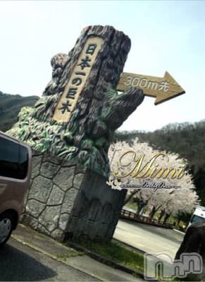 長岡デリヘル Mimi(ミミ) チョコ【SPアドバイザー】(24)の6月2日写メブログ「▼▼▼日本一の木▼▼▼」