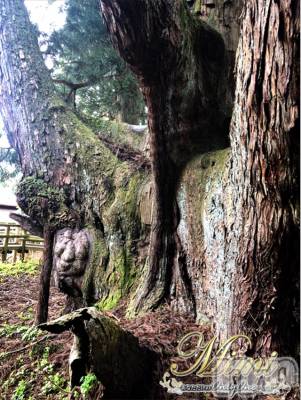 長岡デリヘル Mimi(ミミ) チョコ【SPアドバイザー】(24)の6月2日写メブログ「▼▼▼木に・・おじさん発見▼▼▼」