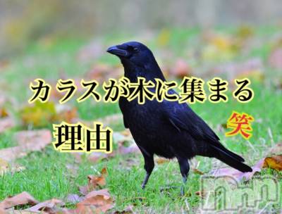 長岡デリヘル Mimi(ミミ) チョコ【SPアドバイザー】(24)の12月11日写メブログ「५✍𓂃 .⋆  『カラスが気に沢山集まる理由』」