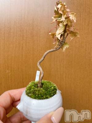 長岡デリヘル Mimi(ミミ) チョコ【SPアドバイザー】(24)の6月18日写メブログ「チョコちゃんちに一足早い」