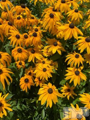 長岡デリヘル Mimi(ミミ) チョコ【SPアドバイザー】(24)の7月19日写メブログ「とあるとこに来ました🙇‍♀️🥕💓」