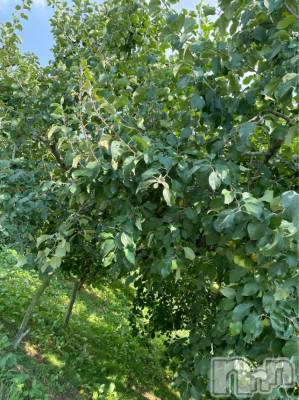 長岡デリヘル Mimi(ミミ) チョコ【SPアドバイザー】(24)の7月21日写メブログ「この木なんの木😂✊🏽」