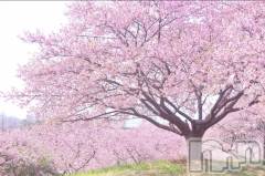 ȯѥ˥󥯥(ѥ˥󥨥ݥ)ΤŹ®֥ǡȥѻȤäޤ🌸