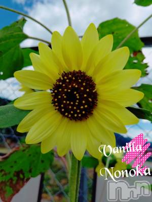 松本発デリヘル VANILLA(バニラ) ののか(27)の7月28日写メブログ「咲いたぁー」