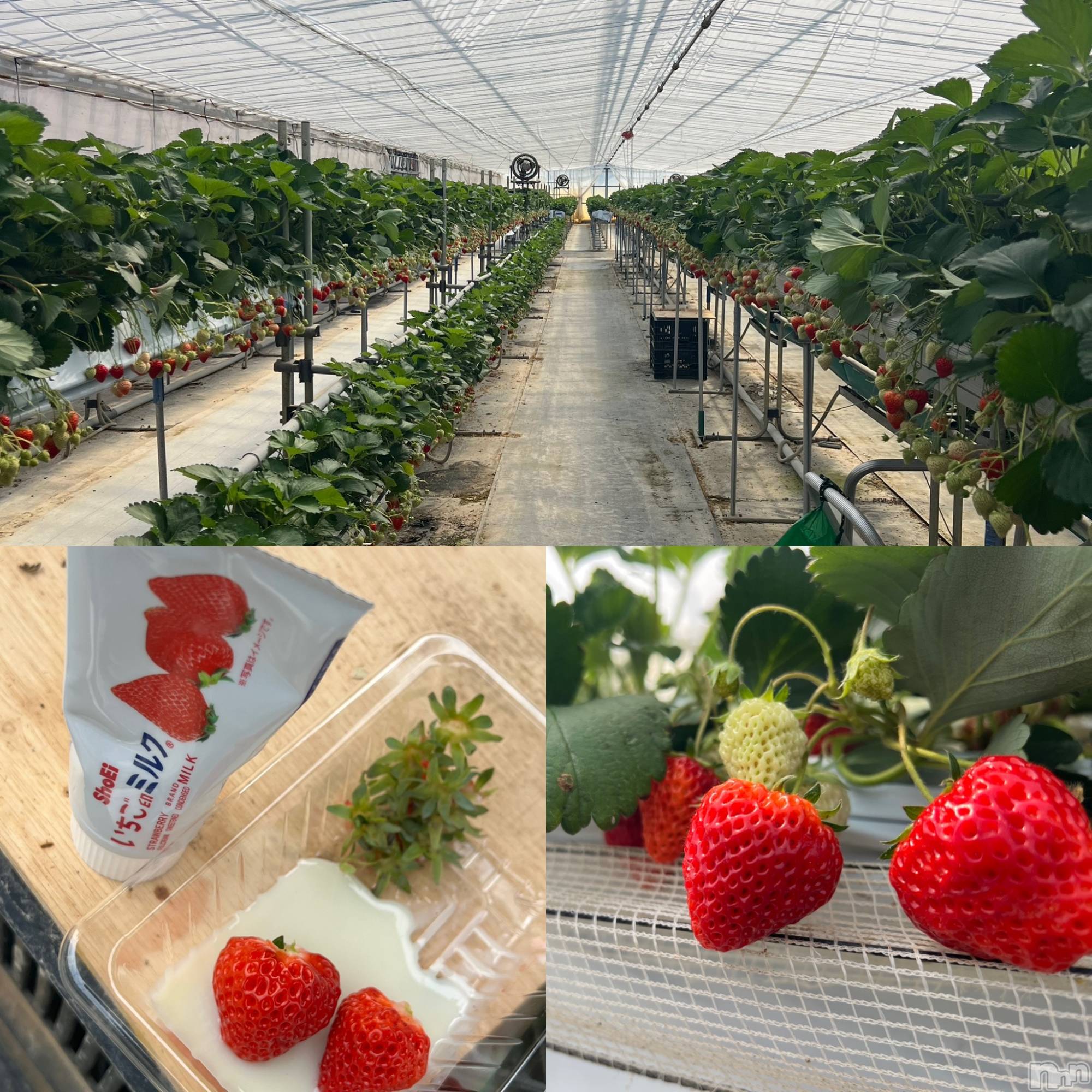 上越デリヘルらぶ妻　～新潟の人妻が集う店～(ラブツマ)小松えり★パイパン潮吹き(45)の2026年4月23日写メブログ「イチゴ大好き」