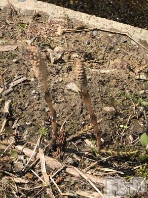 上越デリヘル らぶ妻　～新潟の人妻が集う店～(ラブツマ) 小松えり★パイパン潮吹き(45)の4月6日写メブログ「おはようございます」