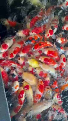 鯉
