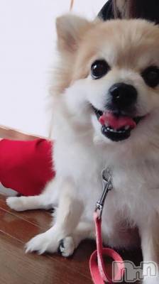 ĥХ顦PremiumRagdoll(ץߥ 饰ɡ) ޤ(23)529̥֥֥⥳