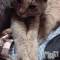 ĥХ顦PremiumRagdoll(ץߥ 饰ɡ) ޤ124ֲ̥֥İ