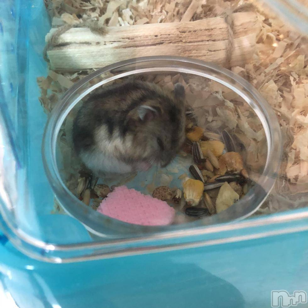 襳ѥ˥󥯥Sugar(奬) 2018ǯ522̥֥05,22