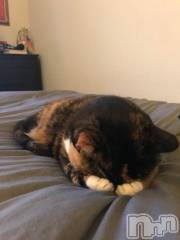 新潟ソープ新潟バニーコレクション(ニイガタバニーコレクション) ナナ(27)の1月8日写メブログ「こんな日もあるわよね( _ω_ ⊃ )⊃ｺﾞﾛｺﾞﾛ」