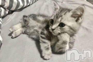 新潟ソープ 新潟バニーコレクション(ニイガタバニーコレクション) ナナ(27)の11月15日写メブログ「( *´꒳`*)」