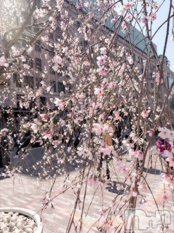 新潟デリヘル奥様特急 新潟店(オクサマトッキュウニイガタテン) みいさ(35)の3月25日写メブログ「春をお届け🌸」