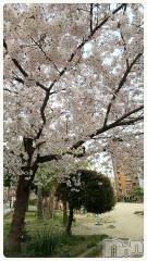 新潟デリヘル奥様特急 新潟店(オクサマトッキュウニイガタテン) みいさ(35)の4月7日写メブログ「桜満開ヽ(・∀・)ノ」