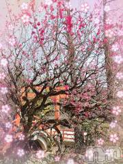 新潟デリヘル奥様特急 新潟店(オクサマトッキュウニイガタテン) みいさ(35)の3月22日写メブログ「春の陽気❤️」