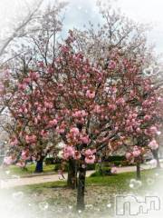 新潟デリヘル奥様特急 新潟店(オクサマトッキュウニイガタテン) みいさ(35)の4月13日写メブログ「春だね🌸」