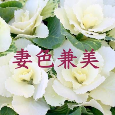 妻色兼美 新潟中央店   の店舗イメージ画像 メイン画像