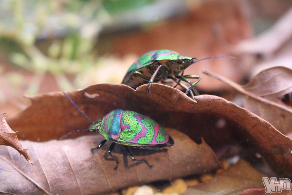 �ڳ�ư���012�ۿ������ƥ饹����3���ܳ��Ť������ޤ���