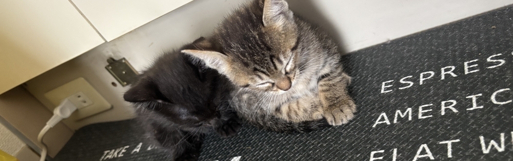 ���ܻԥ���Х��顦����� BRILLAR �ꤵ�Ρ֤ꤵ�Υ֥�����