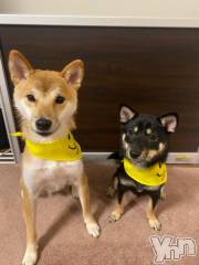 甲府ソープオレンジハウス あんり(22)の6月16日写メブログ「? 7日間ありがとう ?」