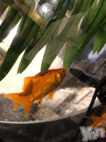 甲府デリヘル山梨デリヘル　絆　甲府店(ヤマナシデリヘル　キズナ　コウフテン) かおる(33)の4月16日写メブログ「今日夜もいます！夜は9時から！」