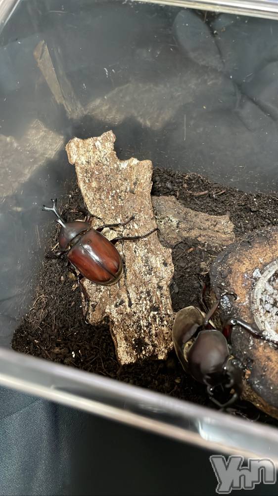 ���ܥ���Х��顦�����CLUB HEARTS(����֥ϡ���) ��������8��23���̥�֥����֥��֥ȥॷ��