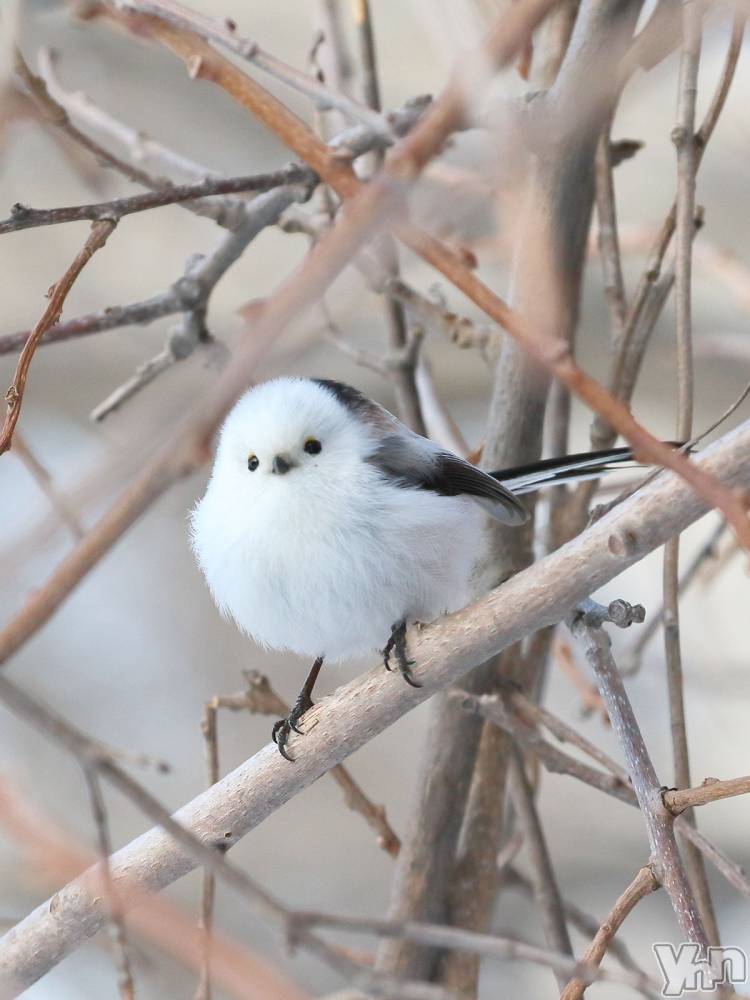 ���ܥ���Х��顦�����CLUB HEARTS(����֥ϡ���) ��������11��24���̥�֥����֤Ϥޤ��