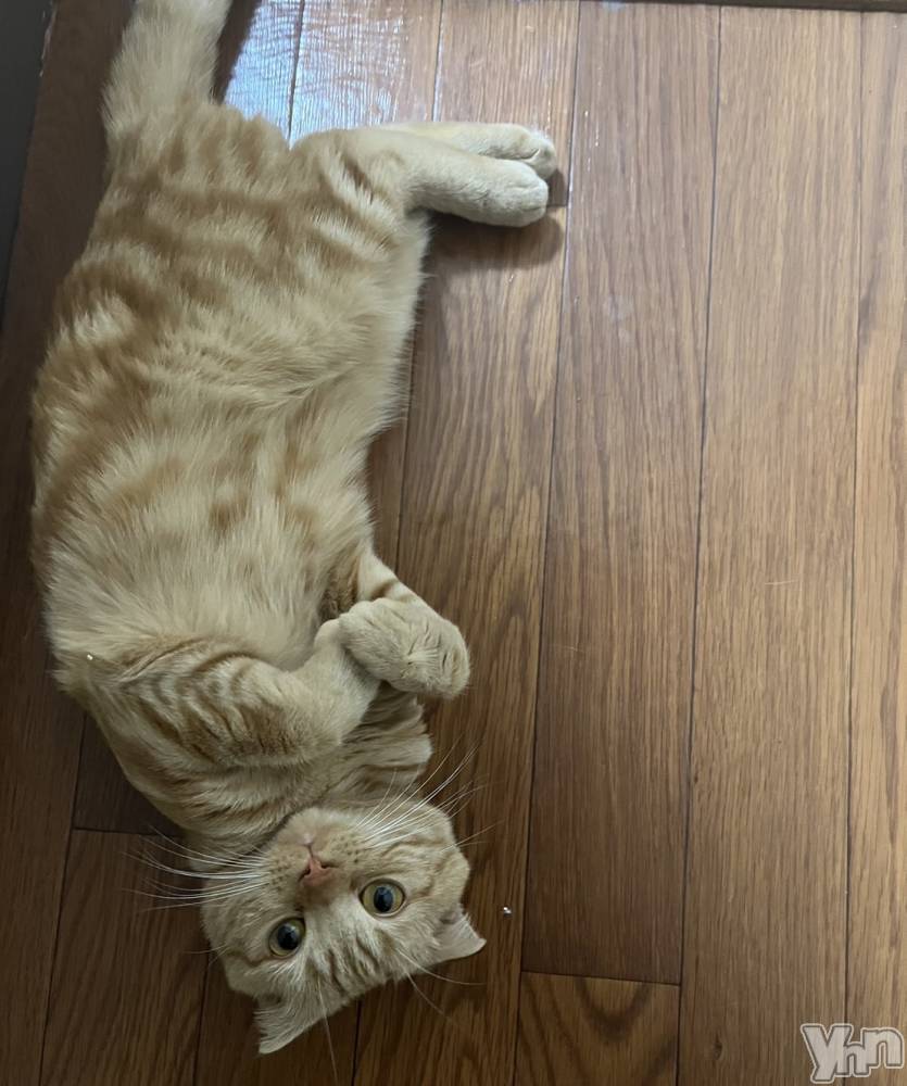 ���ܥ���Х��顦�����CLUB HEARTS(����֥ϡ���) ��������6��6���̥�֥����֤��ǡ����