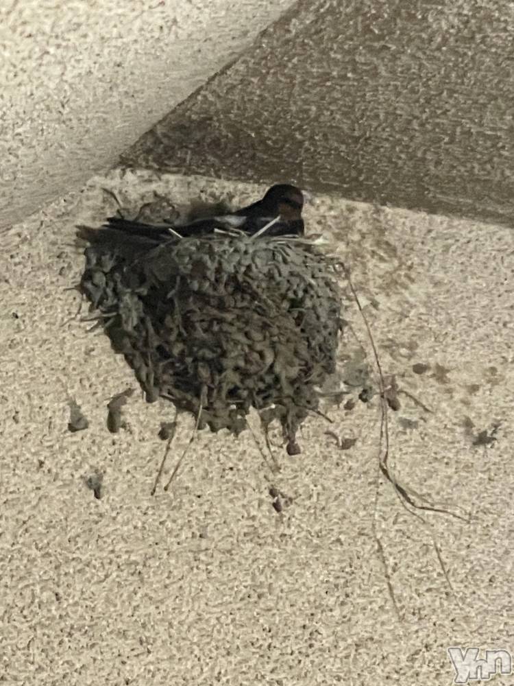 ���ܥ���Х��顦�����CLUB HEARTS(����֥ϡ���) ��������6��25���̥�֥����֤Ԥä�🪽��