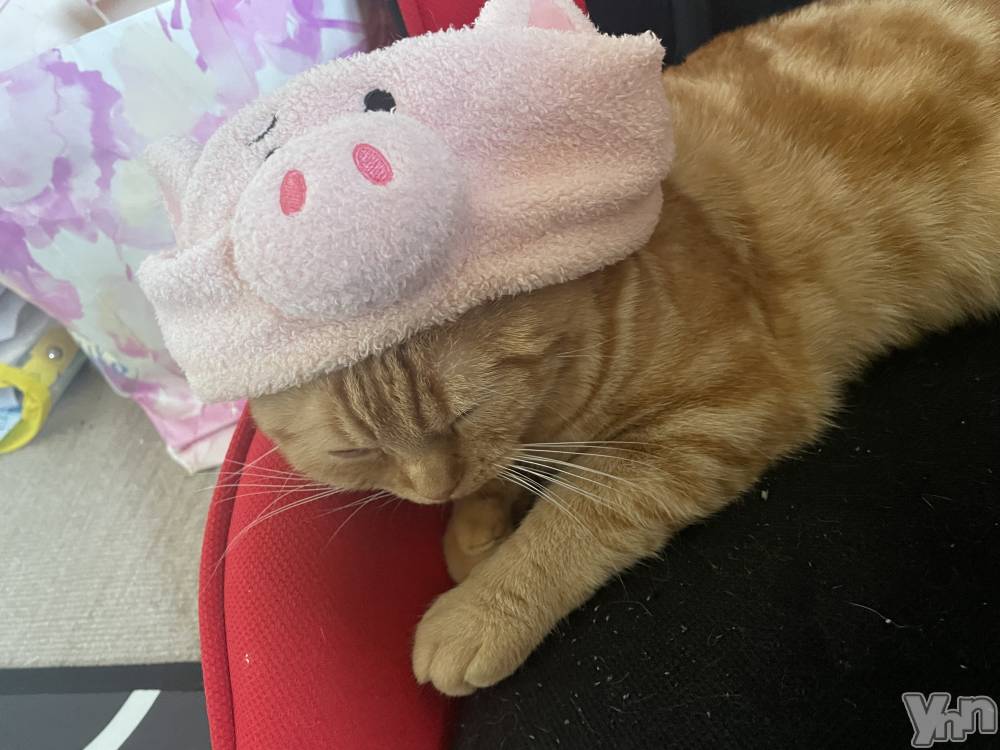 ���ܥ���Х��顦�����CLUB HEARTS(����֥ϡ���) ��������7��13���̥�֥����֤֤��ͤ�🐷🐱��